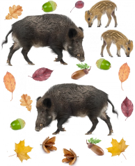 Jedlé obrázky - divočák