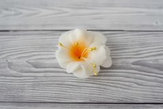 Květ z modelovací hmoty - magnolie  - bílo/žlutá 1 Ks