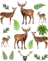 Jedlé obrázky - daňci