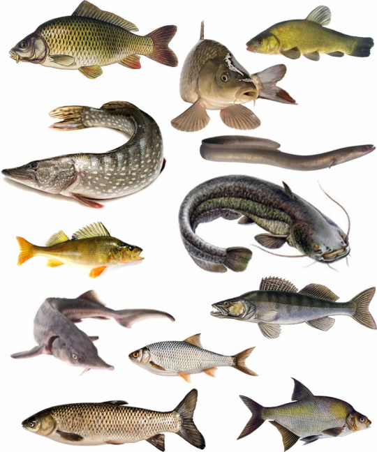 Jedlé obrázky  - Ryby