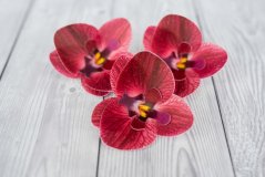 Květ z jedlého papíru - bordová orchidej - 3 ks